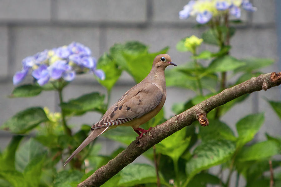 Mourning Dove Photograph