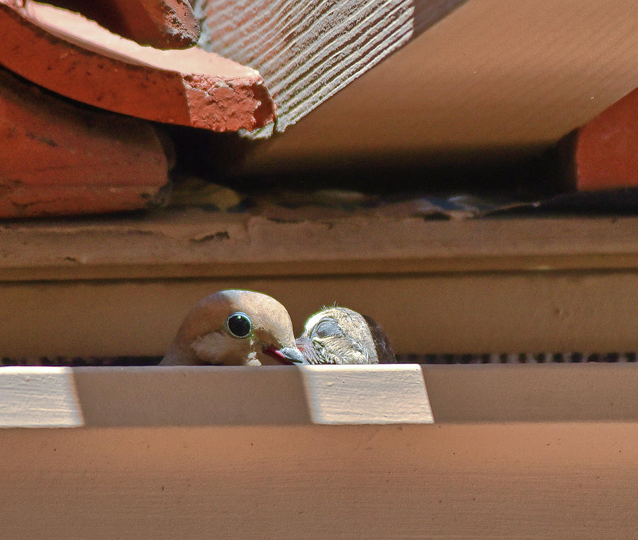 Mourning Dove Baby and Mom in Rain Gutter I Photograph by Linda Brody