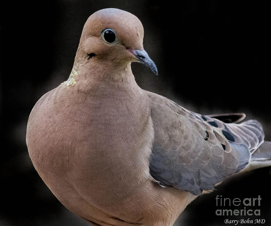Mourning dove Photograph by Barry Bohn