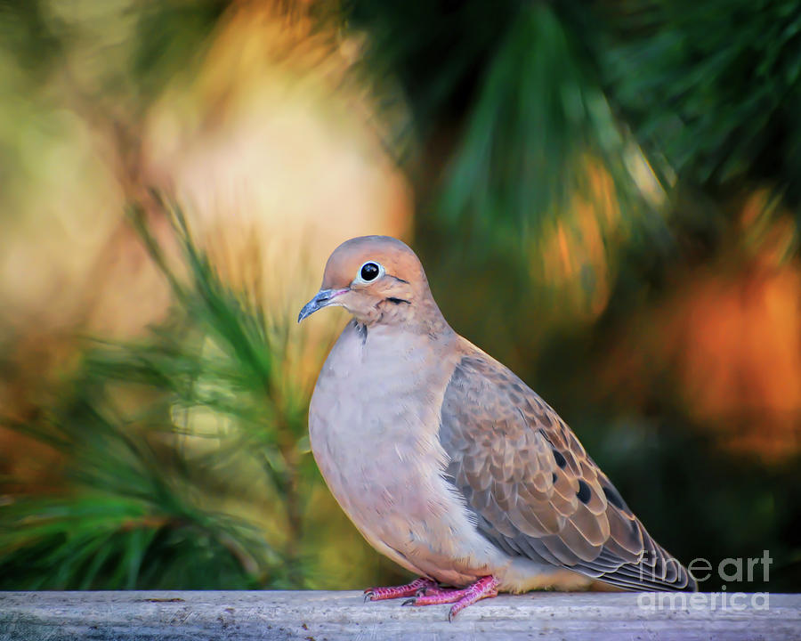 Mourning Dove Bathed in Autumn Light Photograph by Kerri Farley of New River Nature