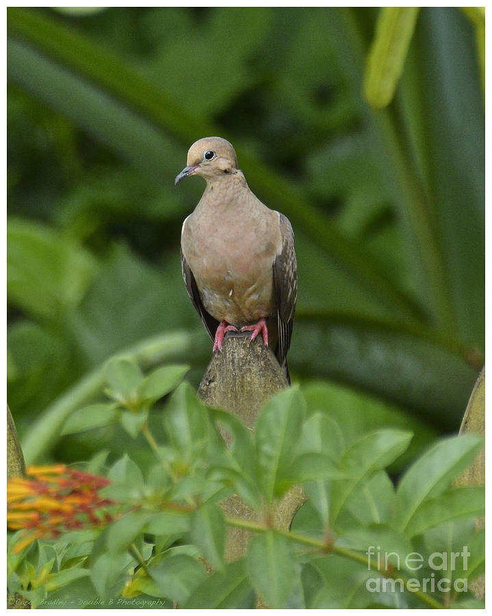 Mourning Dove Photograph by Carol  Bradley