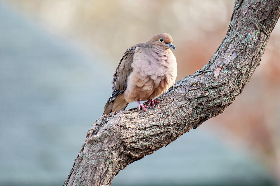 Mourning Dove Photograph by Cathy Kovarik
