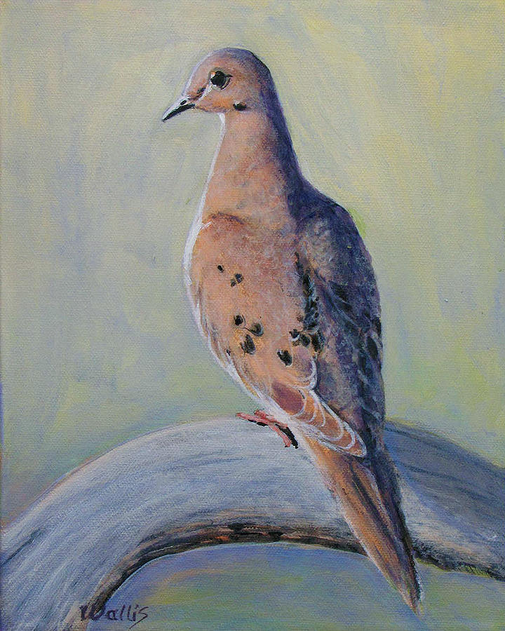 Dove Painting - Mourning Dove by Charles Wallis