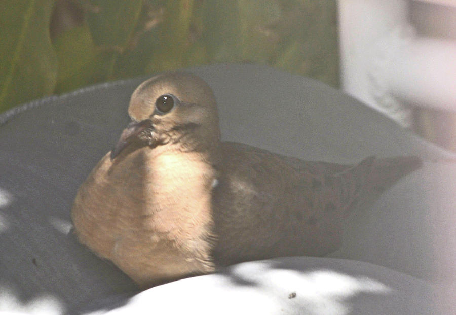Mourning Dove Chick Returns Photograph by Jay Milo