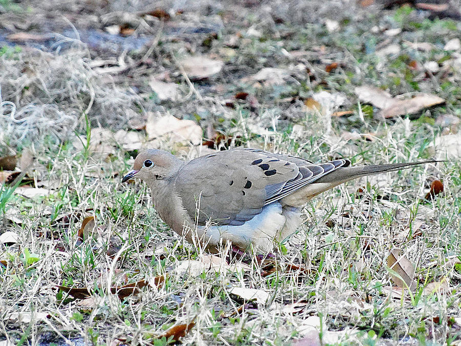 Mourning Dove Photograph by Christopher Mercer