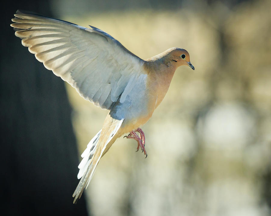 Mourning Dove Coming in for a Landing Photograph by Joni Eskridge