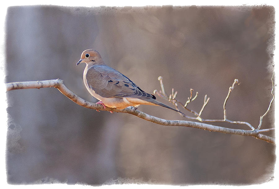 Mourning Dove Photograph by David Waldrop