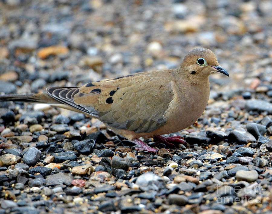 Mourning Dove Photograph by Denise Bruchman