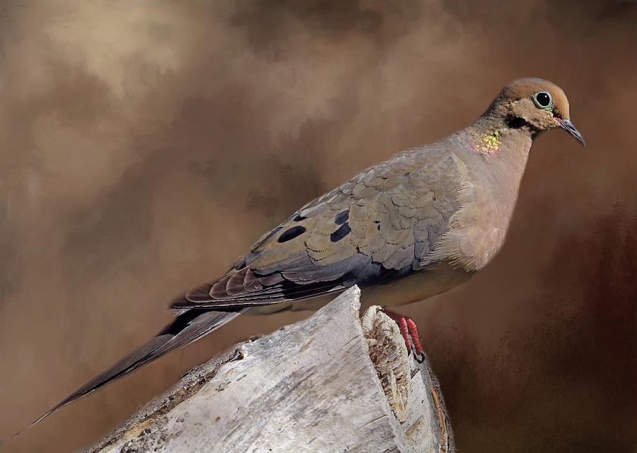 Dove Photograph - Mourning Dove by Donna Kennedy