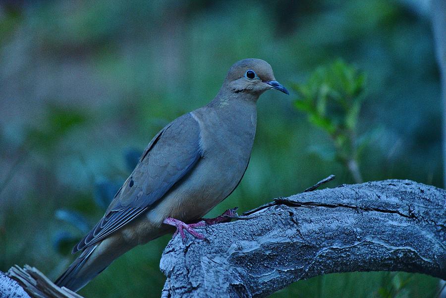 Mourning Dove Early Evening Shot Photograph by Linda Brody