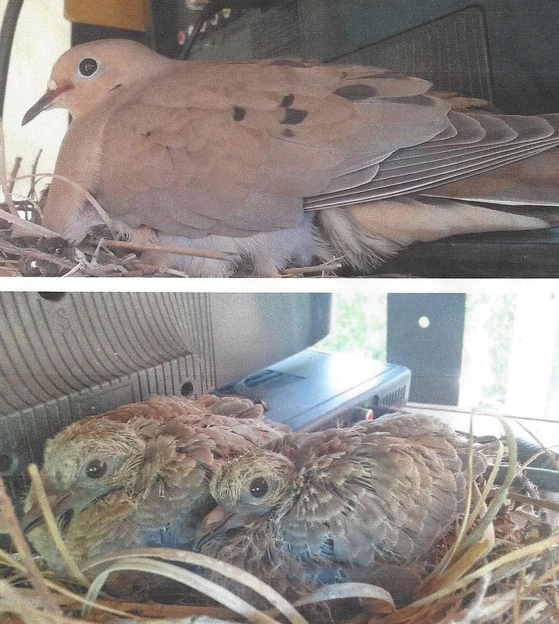 Mourning Dove Family Photograph by Jay Milo