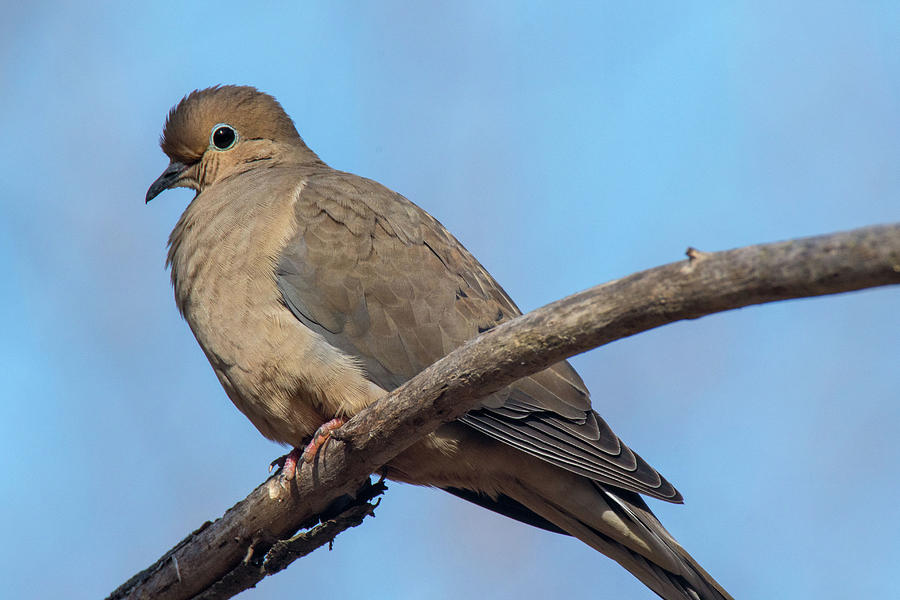 Mourning Dove Photograph by Gary E Snyder