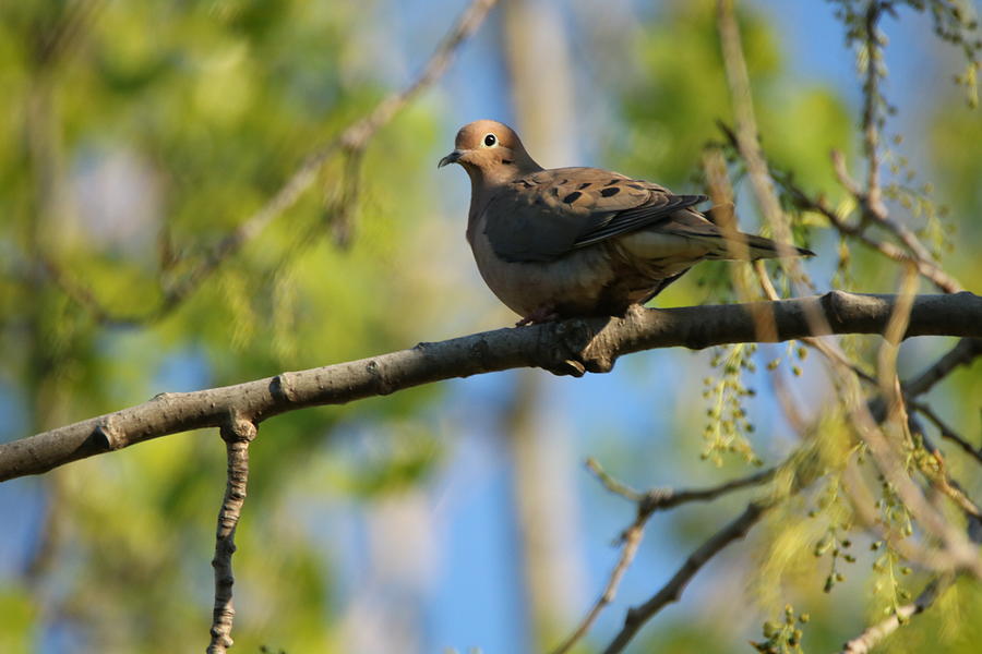 Tree Photograph - Mourning Dove by Gerald Salamone