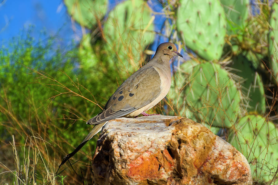 Tucson Photograph - Mourning Dove h1 by Mark Myhaver