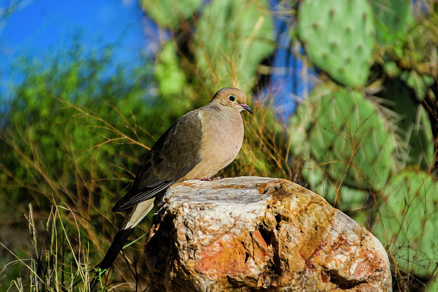 Tucson Photograph - Mourning Dove h6 by Mark Myhaver