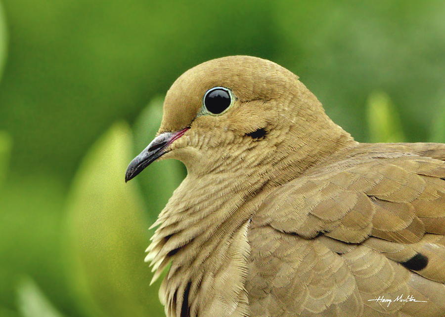 Mourning Dove Photograph by Harry Moulton