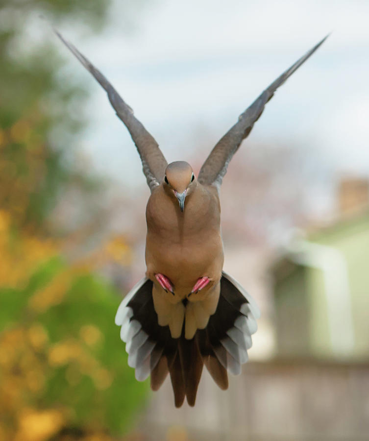 Mourning Dove Hover Mode Photograph by Jim Moore
