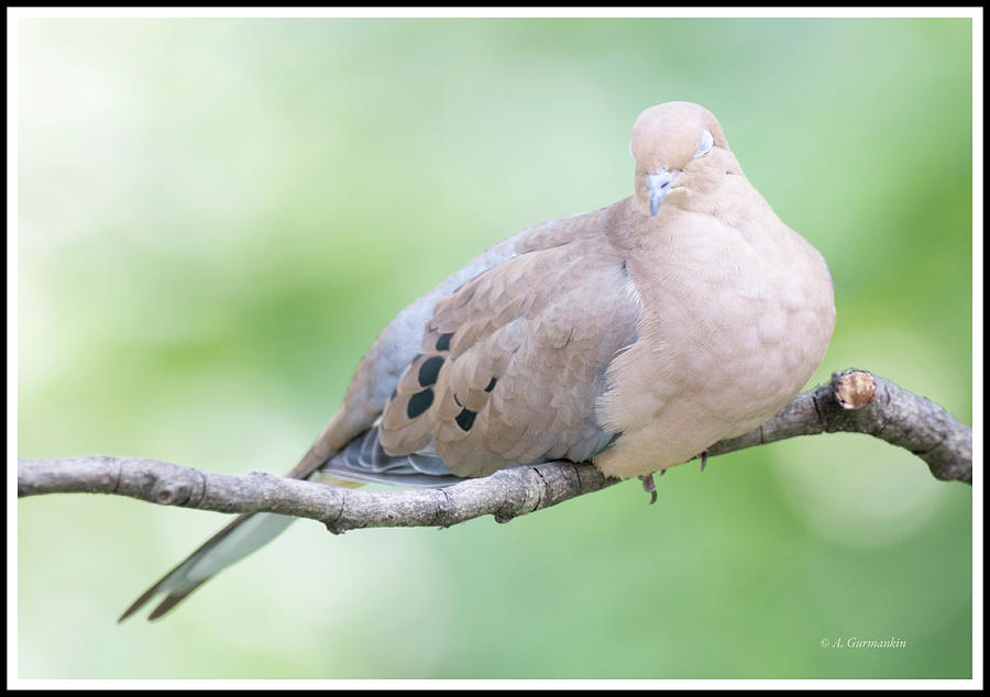 Mourning Dove in a Quiet Repose Photograph by A Macarthur Gurmankin