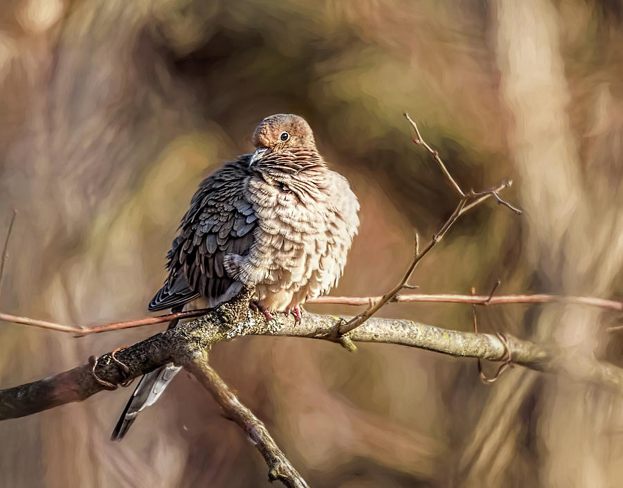 Mourning Dove In Afternoon Light Photograph by Wes Iversen