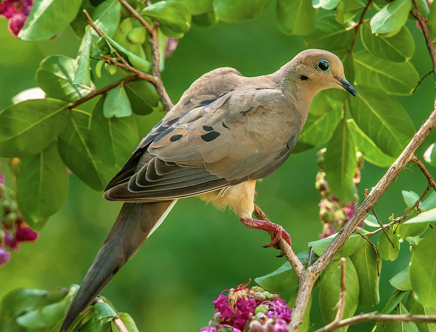 Mourning Dove In Crepe Myrtle Photograph by Jim Moore
