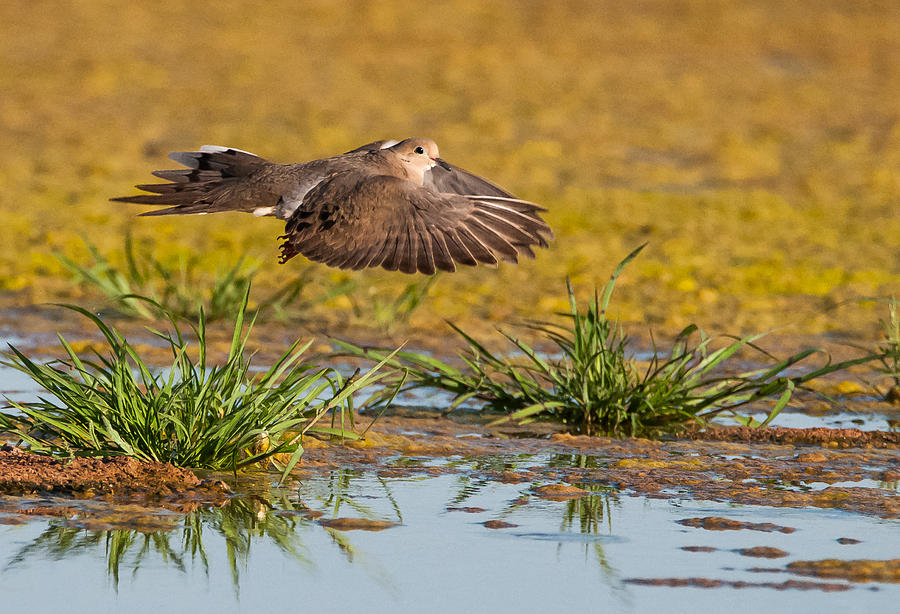 Mourning Dove in Flight Photograph by Tam Ryan