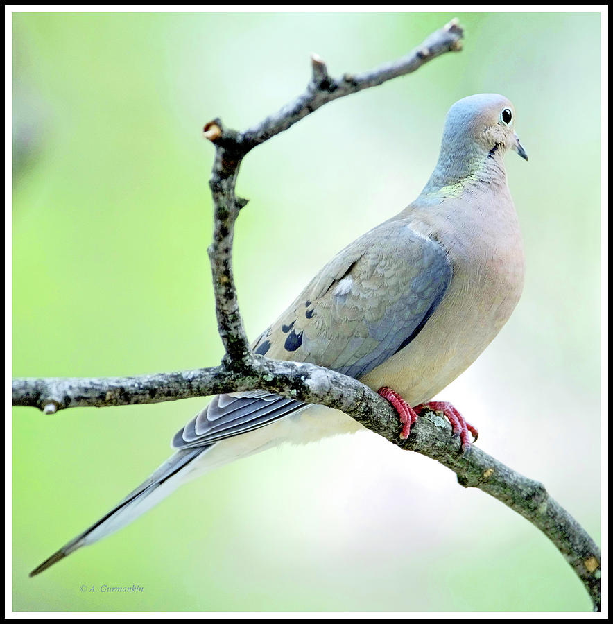 Mourning Dove in Late Afternoon, Animal Portrait Photograph by A Macarthur Gurmankin