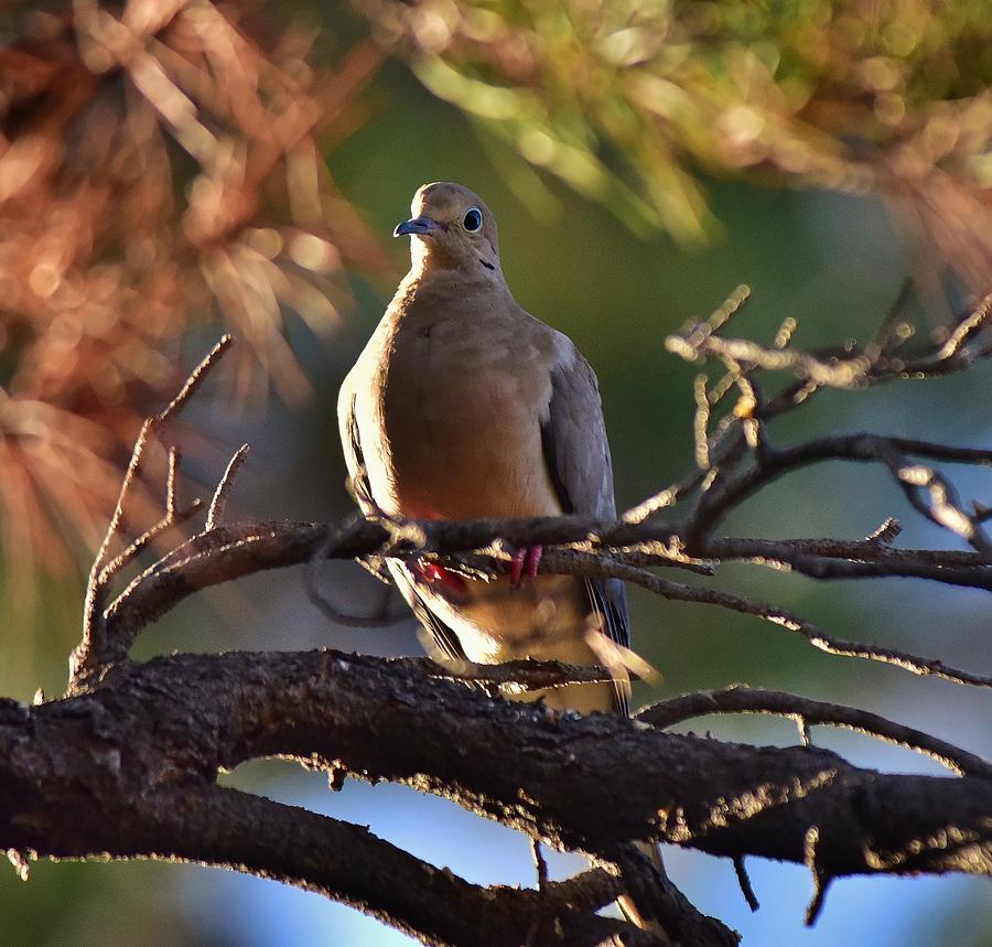 Mourning Dove in Late Afternoon Shadow 1 Photograph by Linda Brody