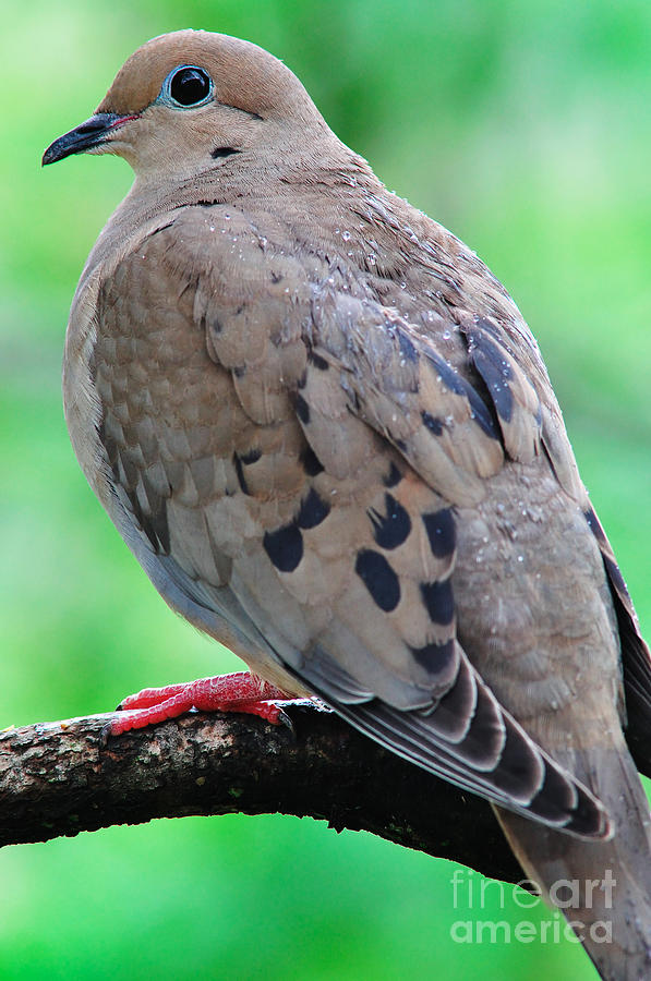 Mourning Dove in Rain Photograph by Thomas R Fletcher