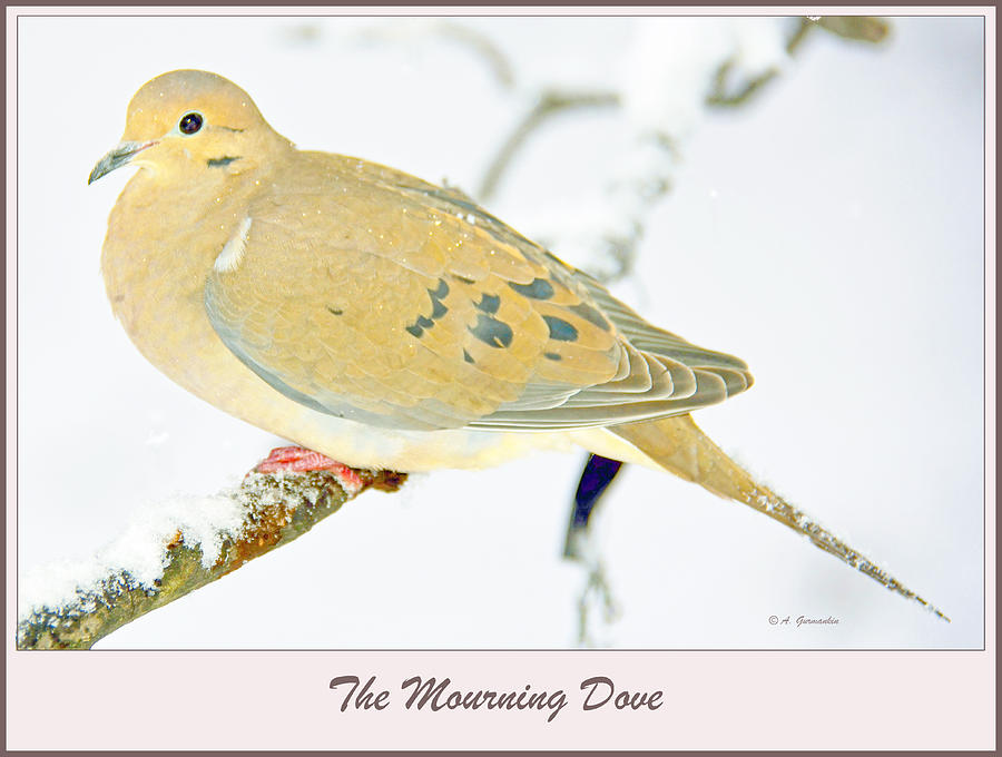 Mourning Dove in Snow Animal Portrait Photograph by A Macarthur Gurmankin