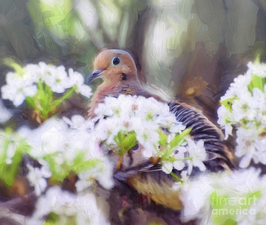 Mourning Dove In Spring Blossoms Photograph by Kerri Farley