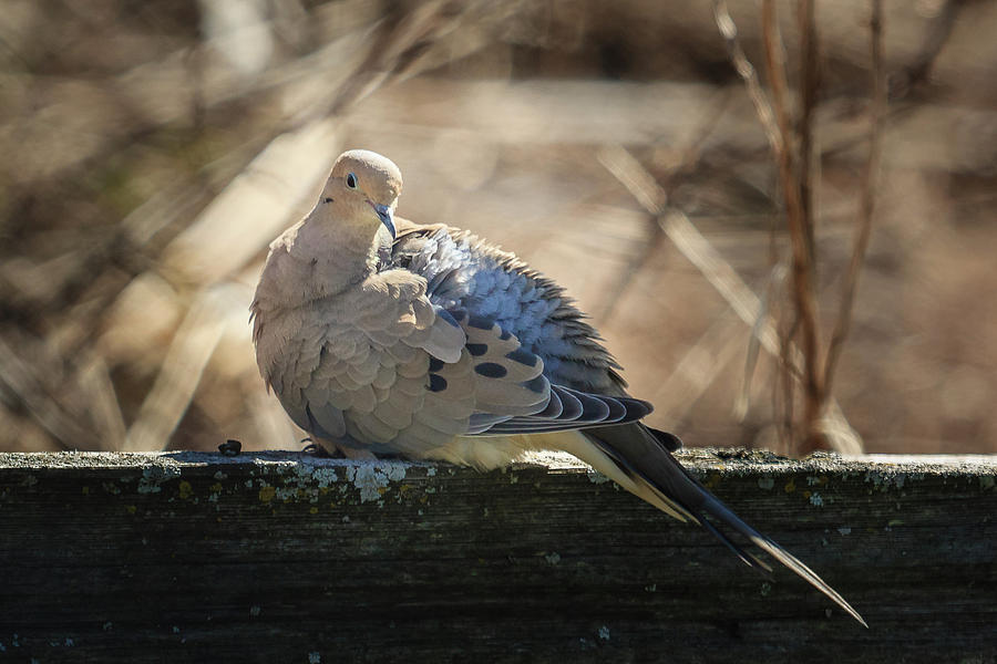 Mourning Dove in Spring Photograph by Joni Eskridge