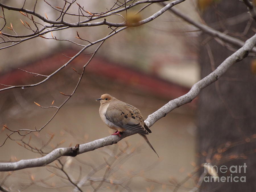 Mourning Dove In Springtime Photograph by Dorothy Lee