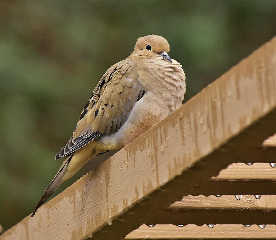 Mourning Dove in the Rain 1 Photograph by Linda Brody