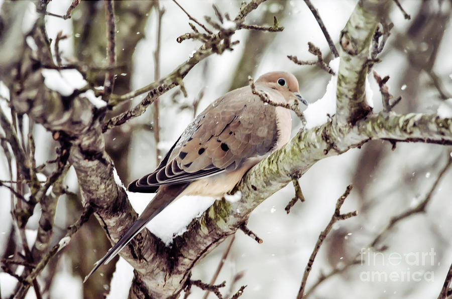 Mourning Dove in the Snow Photograph by Kerri Farley