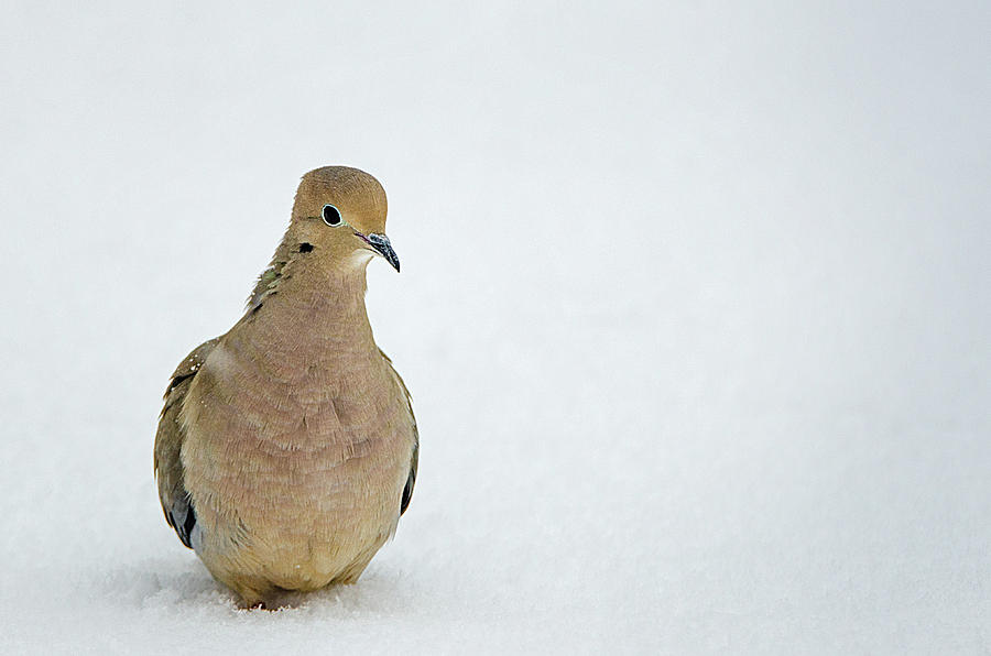 Mourning Dove In The Snow Photograph by Susan McMenamin