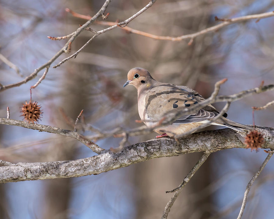 Mourning Dove in Winter Photograph by Matthew Masterson - Fine Art America