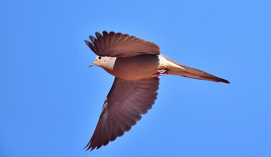 Mourning Dove InFlight 1 Photograph by Linda Brody