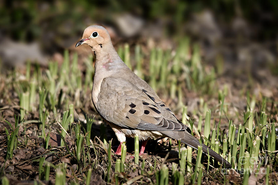 Mourning Dove Photograph by Jemmy Archer