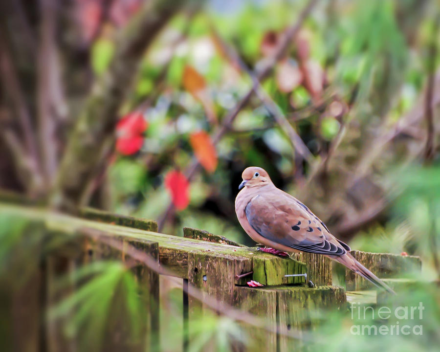 Mourning Dove Photograph by Kerri Farley