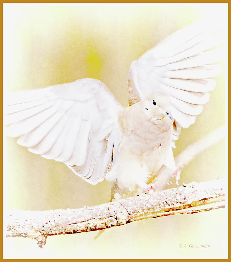 Mourning Dove Landing on Tree Branch Digital Art by A Macarthur Gurmankin