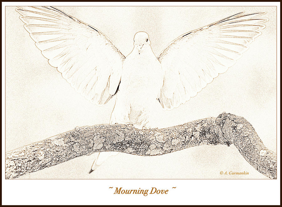 Mourning Dove Lands with Wings Spread, Pencil Sketch Photograph by A Macarthur Gurmankin