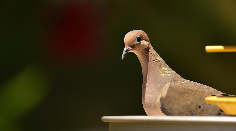 Mourning Dove Photograph - Mourning Dove by Linda Brody