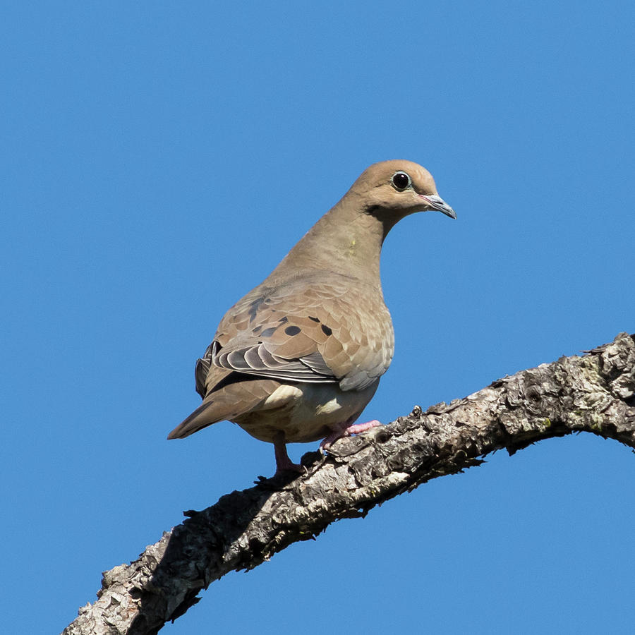 Mourning Dove Looking Back Photograph by Jurgen Lorenzen | Fine Art America