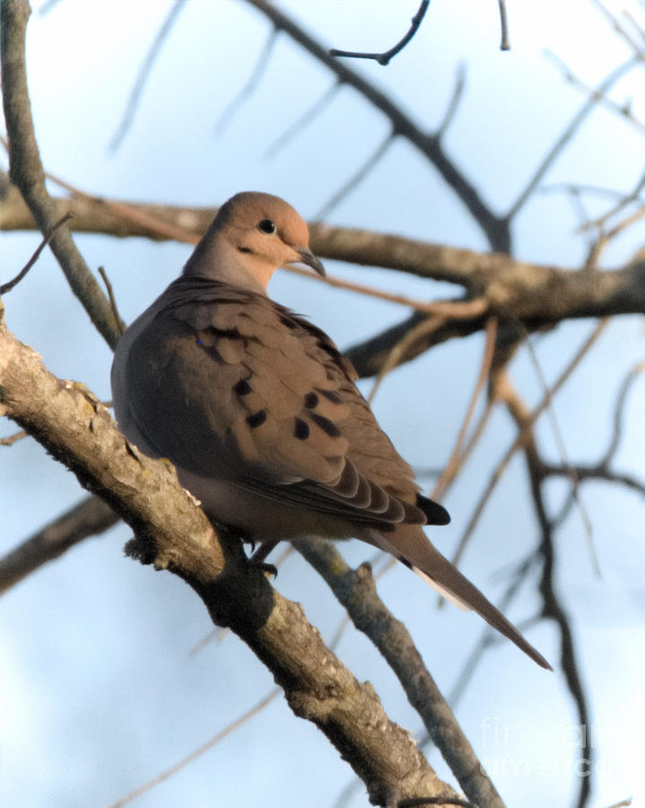 Mourning Dove Looking Right Photograph by Jeanette Fiveash - Pixels