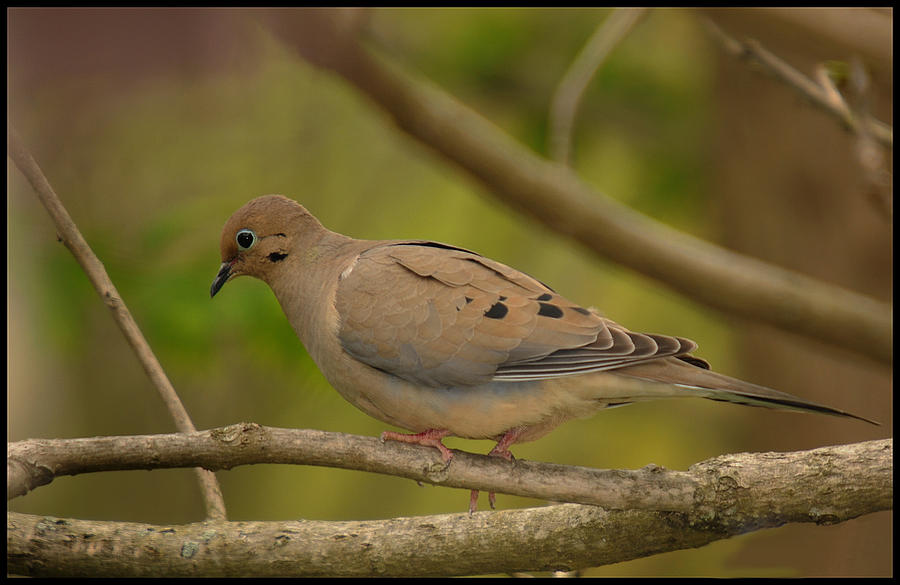Nature Photograph - Mourning Dove by Mark Kantner