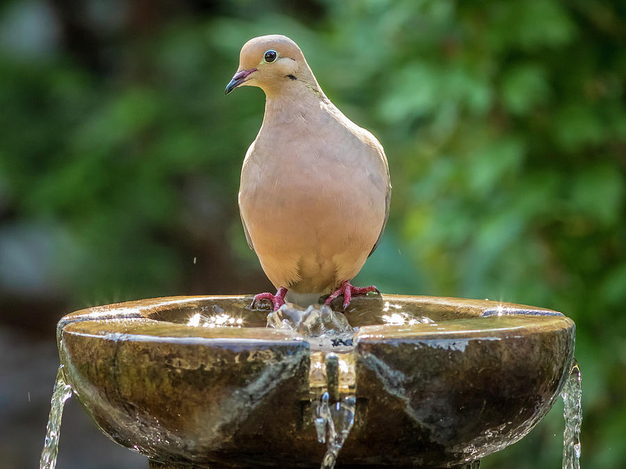Bird Photograph - Mourning Dove by Mark Mille
