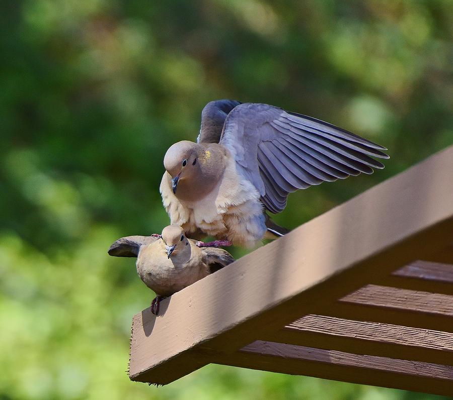 Mourning Dove Mating Ritual 2 Photograph By Linda Brody Fine Art America