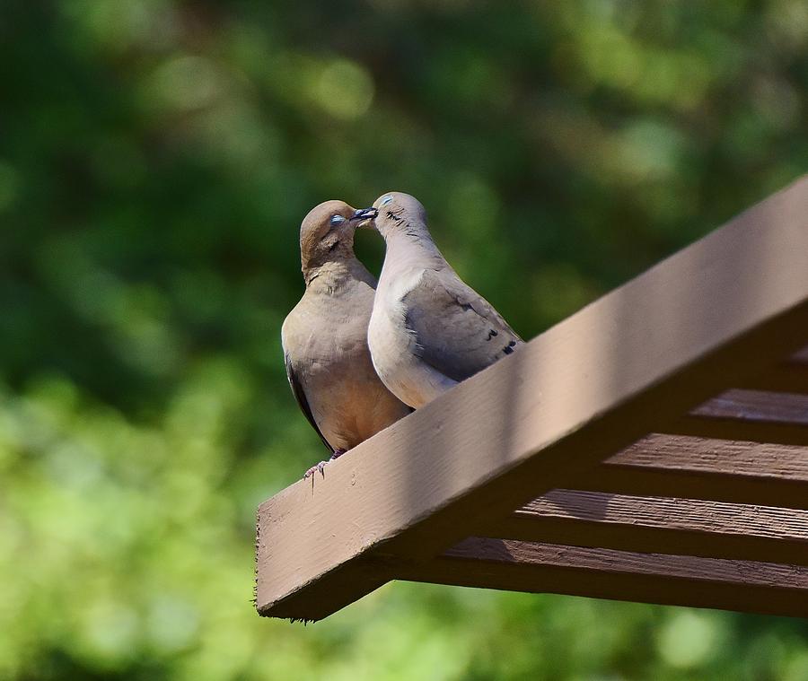 Mourning Dove Mating Ritual 7 Photograph by Linda Brody