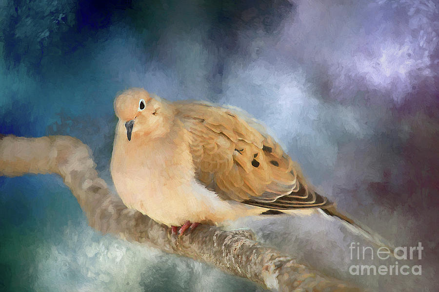 Mourning Dove of Winter Photograph by Darren Fisher
