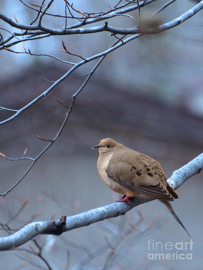 Mourning Dove On A Cool Sprng Day Photograph by Dorothy Lee